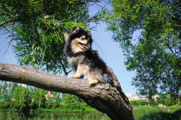 Pomeranian spitz dog, померанский шпиц черно-подпалый