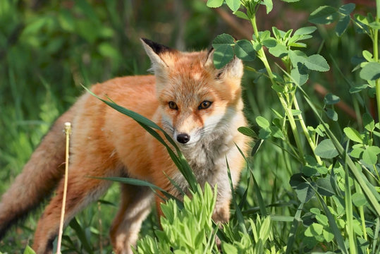 renard en nature