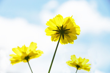 Yellow Cosmos flower