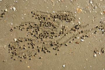 Sand texture from crab