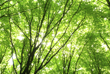 Obraz premium leaves