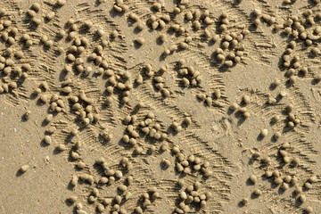 Sand texture from crab