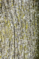 Obraz premium Tree bark texture