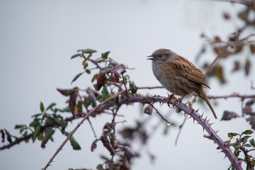Hedge sparrow