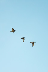 Oyster Catchers in flight