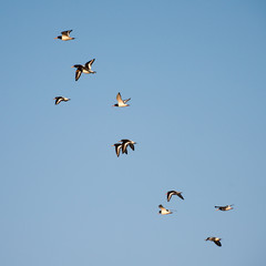 Oyster Catchers in flight