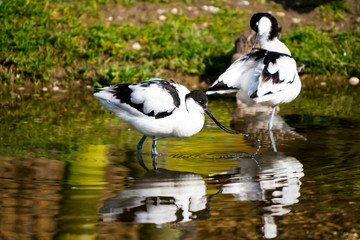 Avocets