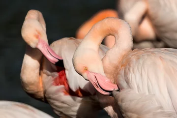 Fotobehang Greater Flamingo © fotogenix