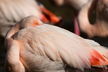 Fototapeta premium Greater Flamingo