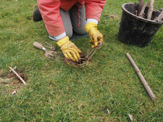 Setting a mole trap