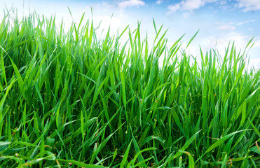 Green sprouts of wheat in the field. Blue sky with white clouds
