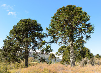 Araucaria, Lanin National Park