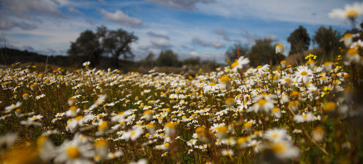 un campo en primavera con multitud de manzanillas floreciendo