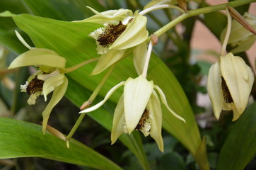 Obraz premium Orchideenzweig gelb blühend - Coelogyne Panclurata