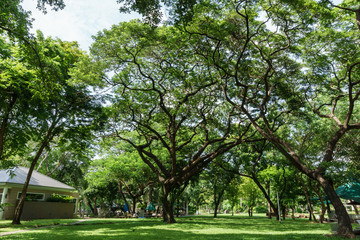 Fototapeta na wymiar Lush greenery tree in public park, Bangkok Thailand