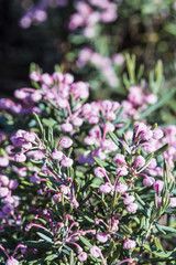 Fototapeta premium heather in bloom in the garden