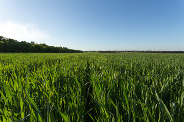 Green wheat field