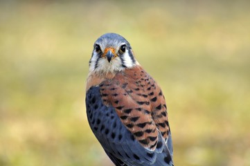 Buntfalke