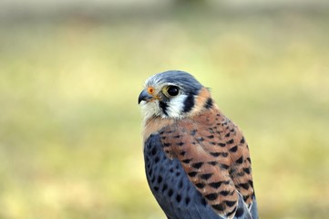 Buntfalke