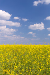 Obraz premium Pole rzepaku pod niebieskim pochmurnym niebem