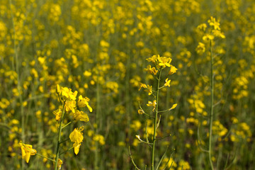 Rape field close