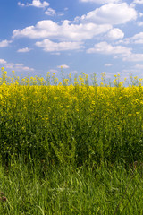 Rape field under blue cloudy sky