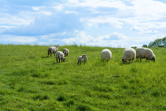 white sheep and a lamb on a green pasture under blue sky