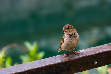 Little sparrow on natural background: golden section