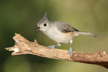 Titmouse en una rama