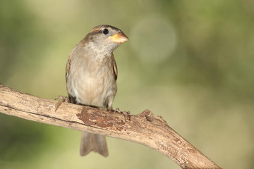 Gorri&oacute;n com&uacute;n posado en una rama en 
San Antonio Texas