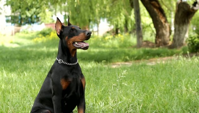 dog barking outdoors, doberman