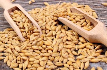 Barley grain with spoon on wooden background