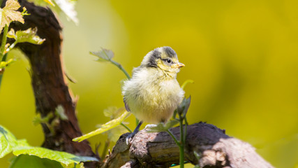 Little bluetit on a branche