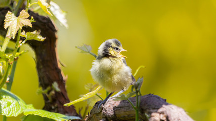 Little bluetit on a branche