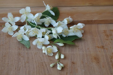 Spring flowers - jasmine
