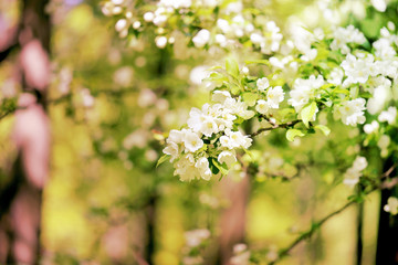 Spring flowers on the tree