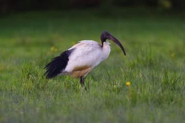Ibis sacré