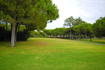 Fototapeta na wymiar lawn and pine trees on a golf resort