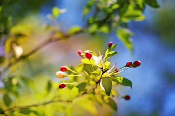Spring flowers on the tree