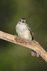 Titmouse en una rama