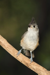 Titmouse en una rama