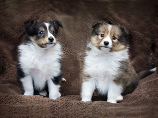 Couple cute sheltie puppies