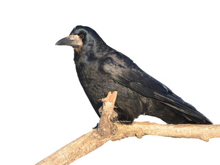 Rook on white background