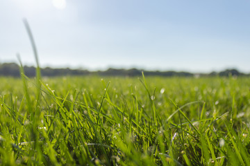 Gras in der Sonne