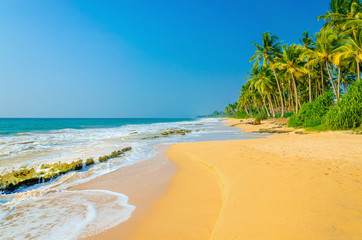 Amazing exotic sandy beach with high palm trees 