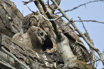 Young Owlet Being Groomed by Mom