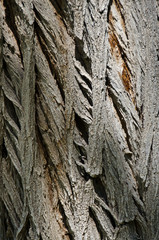 Nature Abstract: Textured Tree Bark Background