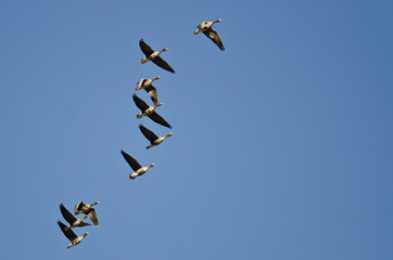Flock of Greater White-Fronted Geese Flying in a Blue Sky