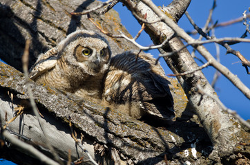 Cute Young Owlet Scanning its Surroundings