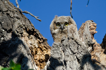 Adorable Young Owlet Making Eye Contact From its Nest
